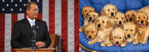 John Boehner - Golden Retriever Puppies